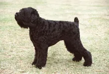 Zwart russische terrier