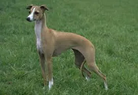 Italiaans windhondje