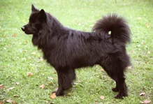 Zweedse lappenhond