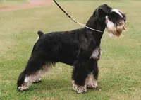 Dwerg schnauzer