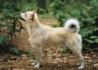 Noorse buhund