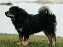 Tibetaanse mastiff