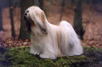 Lhasa apso