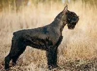 Riesenschnauzer