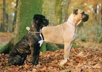 Canecorso