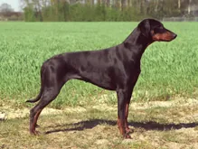 Dobermann