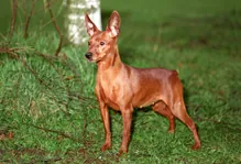 Dwergpinscher