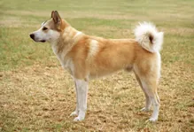 West siberische laika