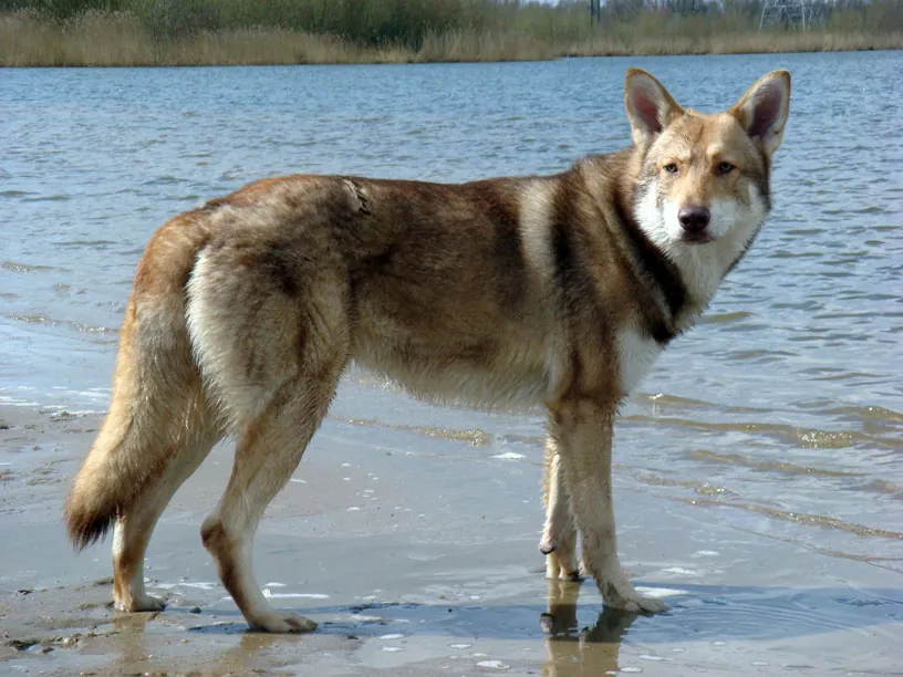 Saarlooswolfhond