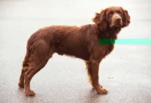 Wachtelhund