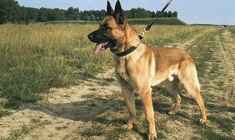 Mechelse herder