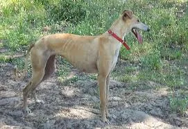 Galgo espagnol