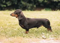 Dashond dwergkorthaar