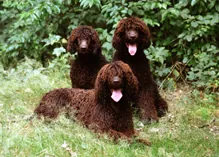 Ierse waterspaniel