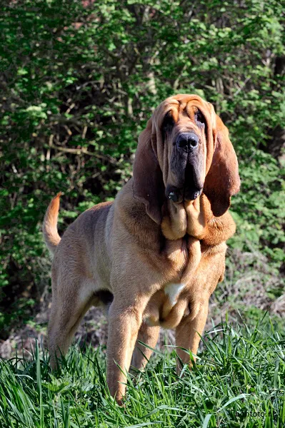 Bloedhond
