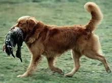 Nova scotia duck tolling retriever
