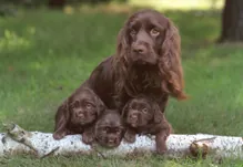 Sussex spaniel