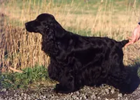 Engelse cocker spaniel