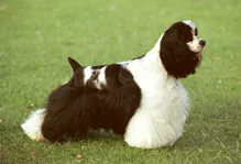 Amerikaansecockerspaniel