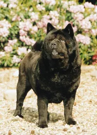 Chow chow