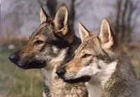 Tsjechoslowaakse wolfhond