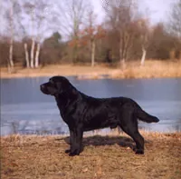 Labrador retriever