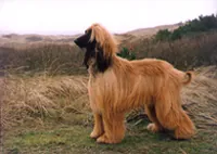 Afghaansewindhond
