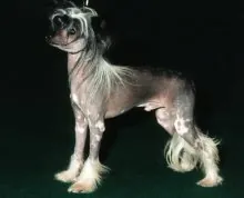 Chinese naakthond