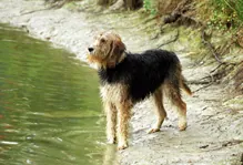 Otterhound