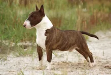 Miniatuur bull terrier