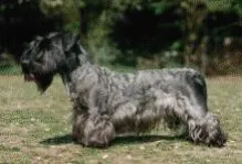 Ceskyterrier
