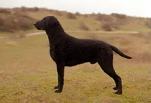 Curlycoatedretriever