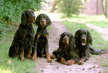 Gordon setter