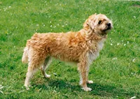 Hollandse smoushond