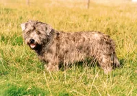 Ierse glenof imaal terrier