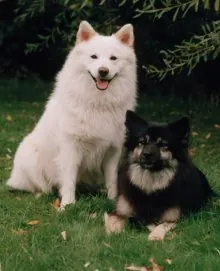 Ijslandse hond