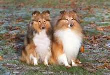 Shetland sheepdog