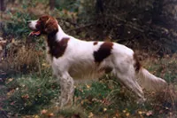 Ierse setter rooden wit