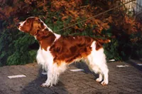 Welsh springer spaniel