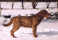 Chesapeake bay retriever