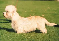 Dandi dinmont terrier