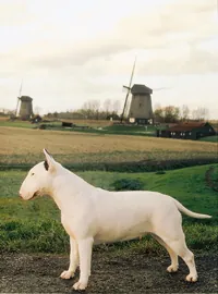 Bullterrier