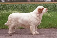 Clumberspaniel
