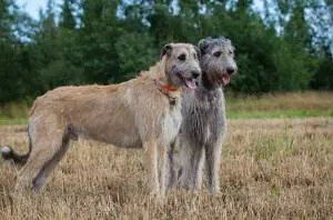 Ierse wolfshond