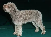 Lagotto romagnolo