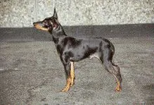 Engelse toy terrier