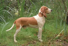 Schweizer laufhund schwyzer