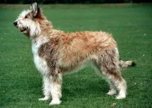 Picardische herdershond