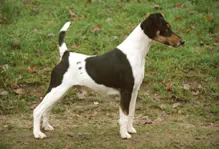 Fox terrier gladhaar