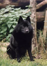Schipperke